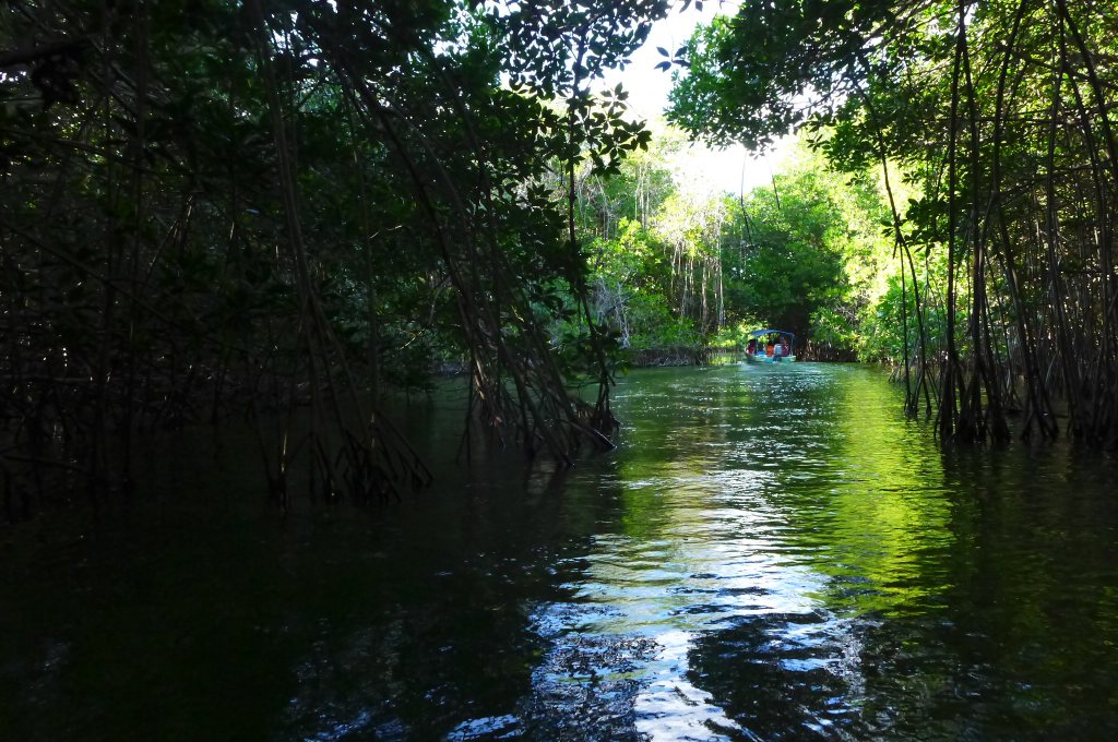 mangrove de chacahuan, zapotalito.